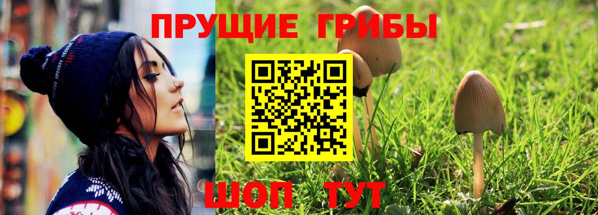 Псилоцибиновые грибы Cubensis Апшеронск